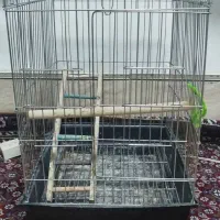 قفس عروس هلندی