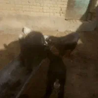 سه راس بزغاله فروشی