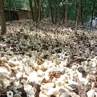 ۲۰ هزارتا اردک گوشتی دوماهه