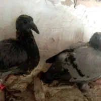 سه عدد جوجه پلاکی ۵تومن
