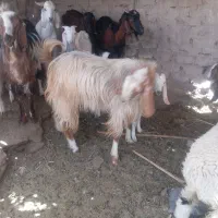 فروش|حیوانات مزرعه|ریگان, |دیوار