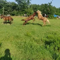 نریان سال ۸به شرط فروشی
