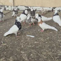 انواع طوقی