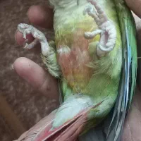 گرینچیک دستی بالغ