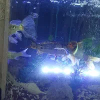 ۴ عدد ماهی بزرگ و سالم