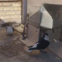 پشت سیاه نفس گیر