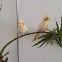 یک جفت عروس هلندی