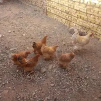 مرغ و خروس برهما