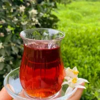 چای قلم ممتاز