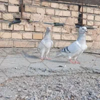 کفتر شامی دمسفید ماده