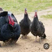 بوقلمون ماده تخم گذار