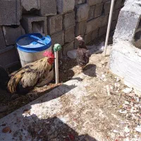 مرغ وخروس