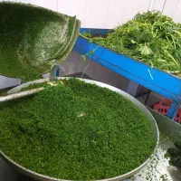 سبزی اماده طبخ
