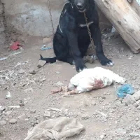 توله چهار ماهه معاوضه با سگ