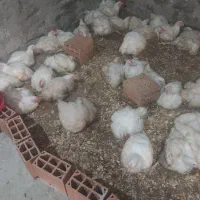 مرغ اورگانیگ