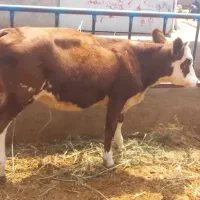 گوساله نر ماده سیمنتال وهلشتاین