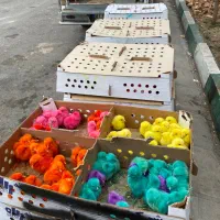 جوجه رنگی تولید مستقیم قم