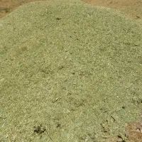 علف|عمدهفروشی|سروآباد, |دیوار