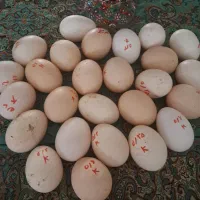 تخم مرغ کوشین و تخم مرغ جاپنیز