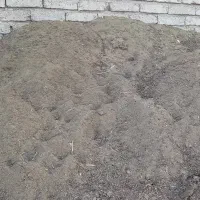 کودگوسفند
