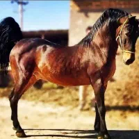 خرید و فروش اسب