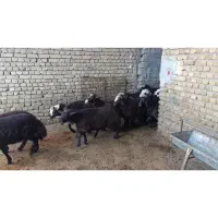 بره سرخ افشاری اصل یکدست