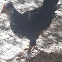 جوجه خروس گلین