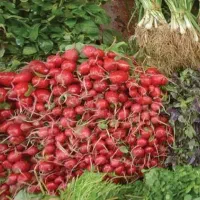 سبزی کیلویی