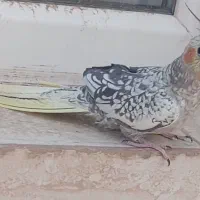 عروس هلندی ماده دستی