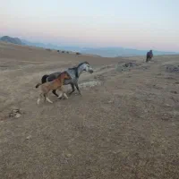 یک عدد مادیان جوان با کره نر دوماهه