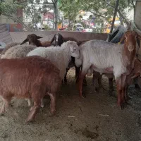 گوسفند زنده در اسلام شهر شبانه روزی