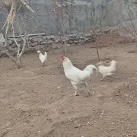 فروش خروس مرندی