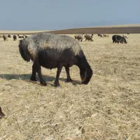 میش چاق درجه یک جوان مخصوص کشتار