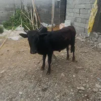 گاو نر ورزا کوله