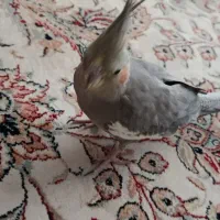 عروس هلندی