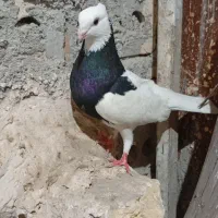 طوقی سیاه