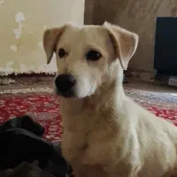 سگ اشپیتز