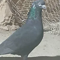 دوتا کفتر پرش