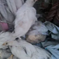 جوجه سفید گوشتی
