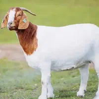 بز داشتی