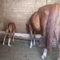 یک عدد مادین با کره بفروش می رسد