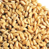 گندم بذری اصلاح شده ریژاو