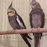 عروس هلندی نر و ماده