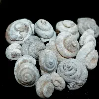 فسیل حلزون و گاستروپود
