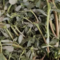 سبزی خرفه گنجینه پنهان طبیعت