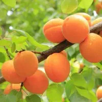 ویلای-فروشی-در-دستگرد-کهک