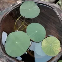 نیلوفر آبی و سنبل آبی