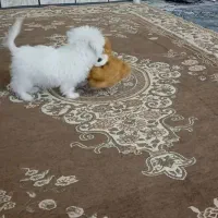 سگ پاپی شیتزوکراس