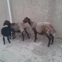 میش و بره