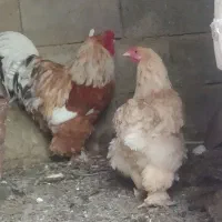 مرغ وخروس برهما